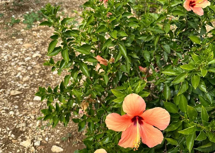 Willa Stella Del Mare